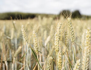 皇家馬德里受挫，晉級之路險象環生